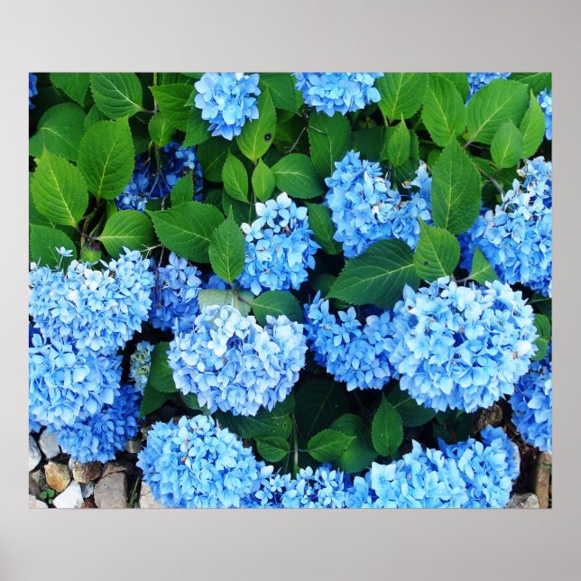 Póster Lindos Hydrangeas Azuis (Frente)