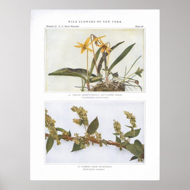 Póster Língua amarela do adaptador; Violeta dos dentes do (Frente)