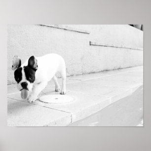 Póster Língua do buldogue francês para fora