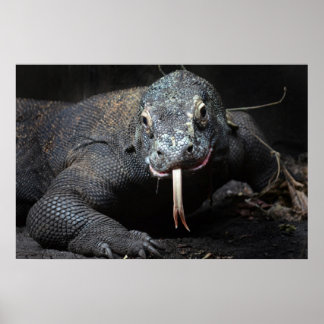 Póster língua do dragão komodo a cair