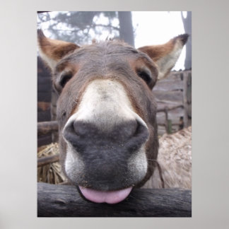 Poster Linha Animal - Arre burriquito