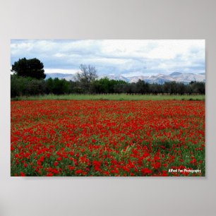 Poster Linha de Árvores no Campo de Papoulas