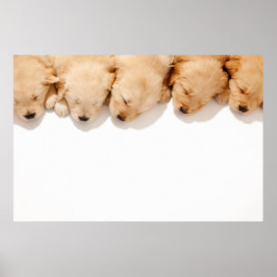 Poster Linha de Cupias de Retriever de Ouro Dormindo