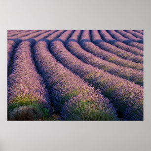 Póster Linhas de lavanda na Provença
