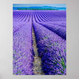 Póster Linhas de Lavanda, Provença, França