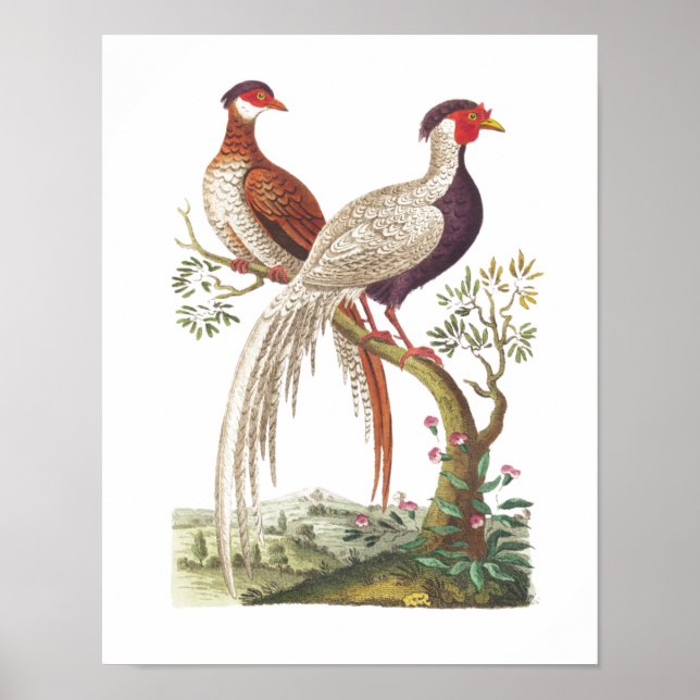 Poster Linnaeus Birds - Faisões Chinesas (Frente)