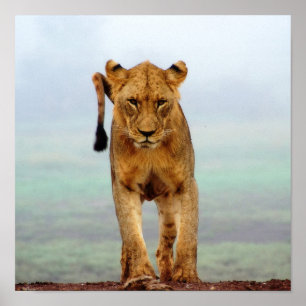 Poster Lion