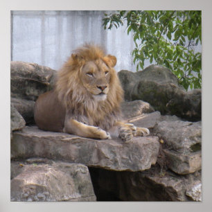 poster lion1