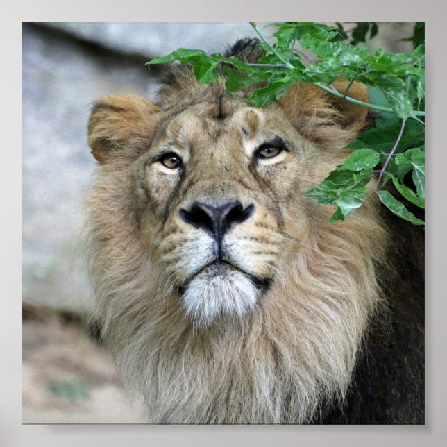 Póster Lion20150605 (Frente)