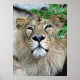 Póster Lion20150605