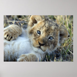 Poster Lion bebé