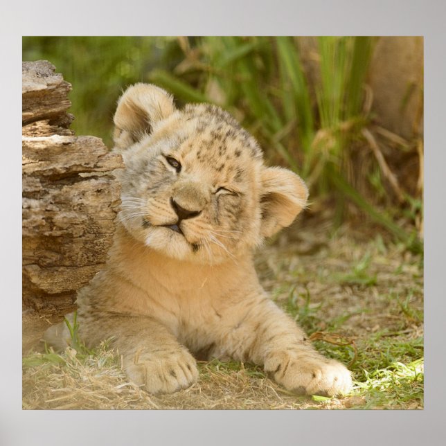 Poster Lion Cub (Frente)
