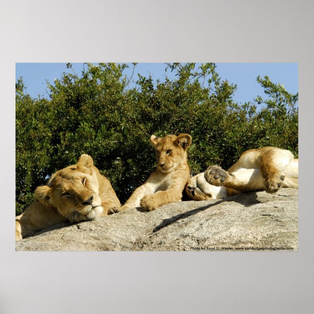 Poster Lion Cub (Frente)