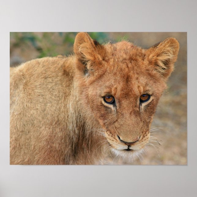 Poster Lion Cub (Frente)