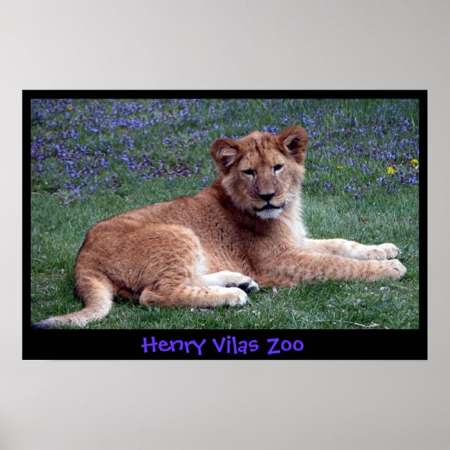 PÓSTER LION CUB (Frente)