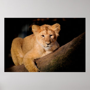 Póster Lion Cub