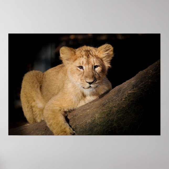 Póster Lion Cub (Frente)