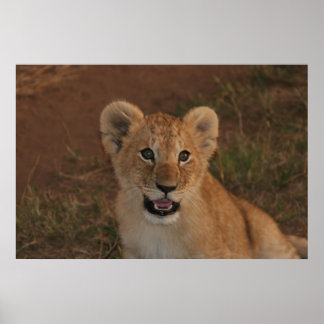 Poster Lion cub em Masai Mara
