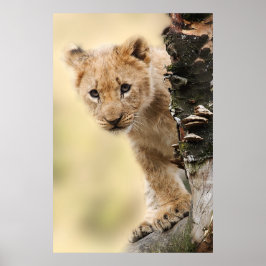 Poster Lion Cub em uma árvore na Tanzânia