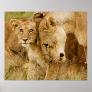 Poster Lion Cub & Mãe