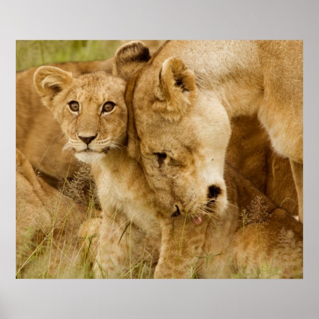 Poster Lion Cub & Mãe (Frente)