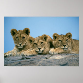 Poster Lion Cubs