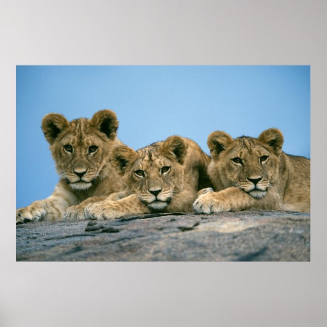 Poster Lion Cubs (Frente)