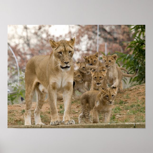 Poster Lion Cubs africanos com mãe (Frente)