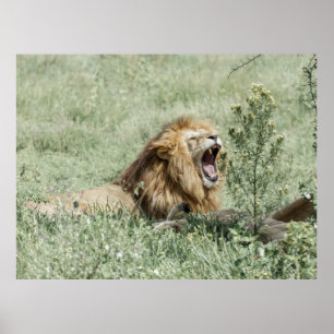 POSTER LION DEITADO NA GRAMA VERDE DURANTE O DIA