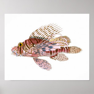 Póster Lion Fish Print no. 8 Beach House Decor Art