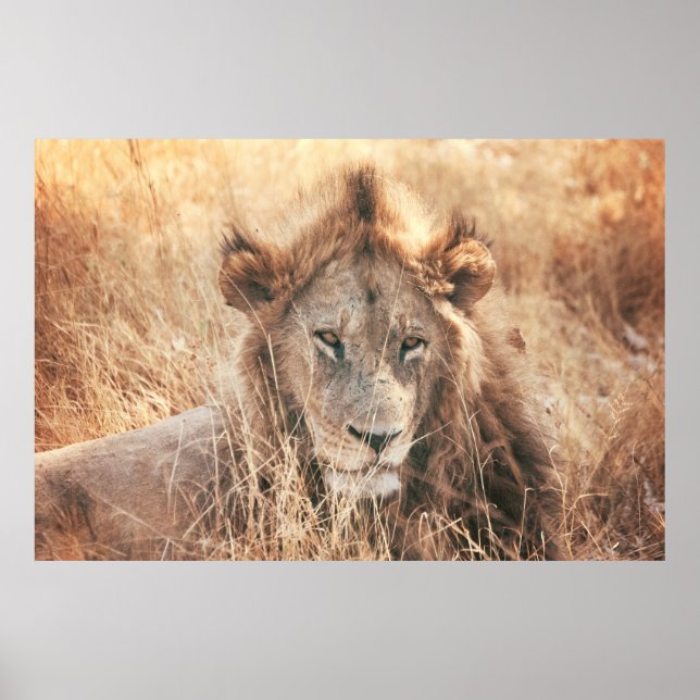 POSTER LION KING (Frente)