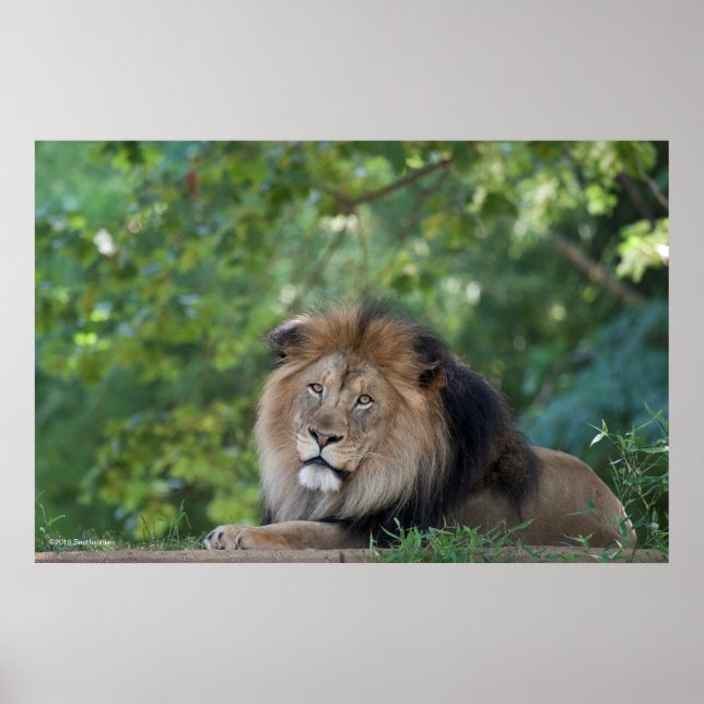 Poster Lion Lounging em uma Floresta (Frente)