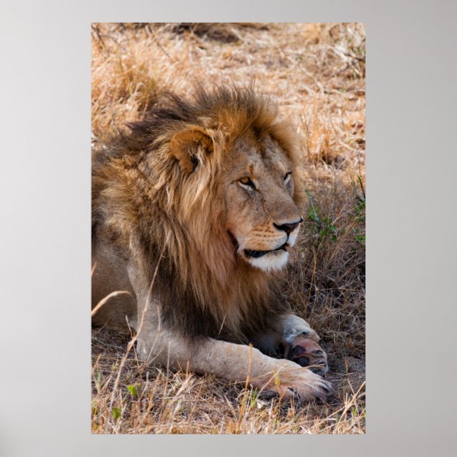 Póster Lion Maasai Mara National Reserve, Quênia (Frente)