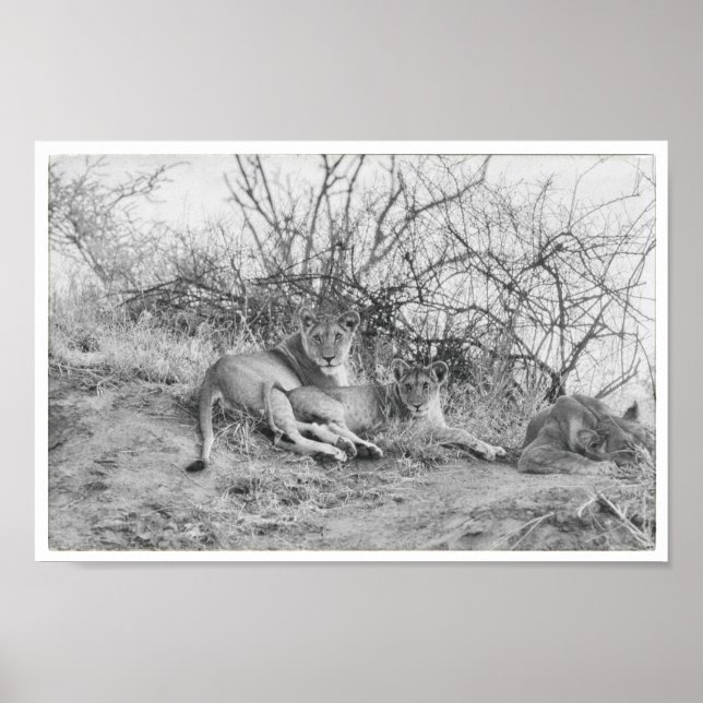 Poster Lionalidade (Frente)