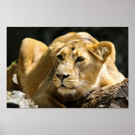 Poster Lionalidade