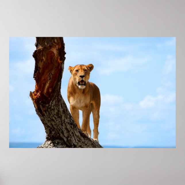 Poster Lionalidade (Frente)