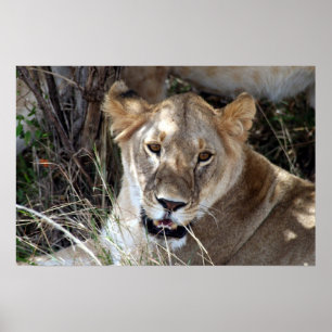Poster lioness