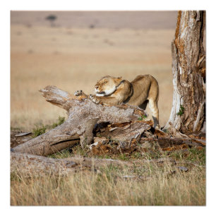 Póster Lioness alongando