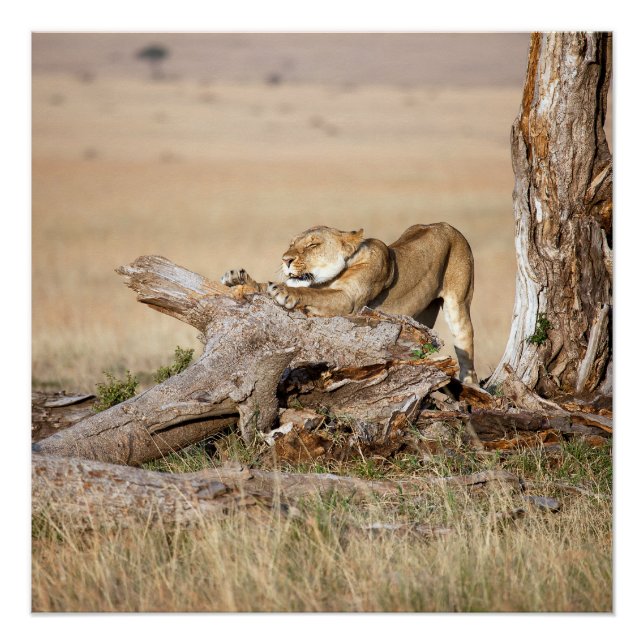 Póster Lioness alongando (Frente)