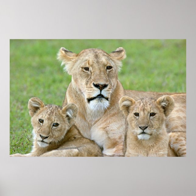 Poster Lioness e Dois Cubs, África Oriental, Tanzânia, (Frente)