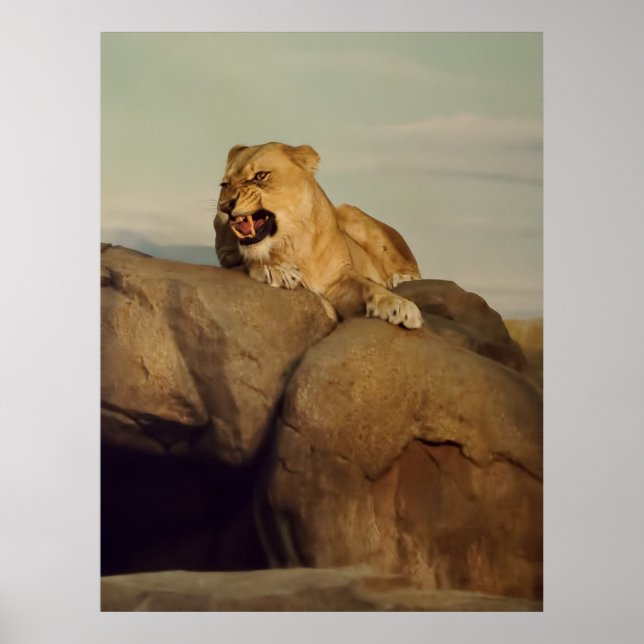 Poster Lioness exibindo (Frente)