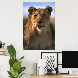 Poster Lioness Lion Lovers