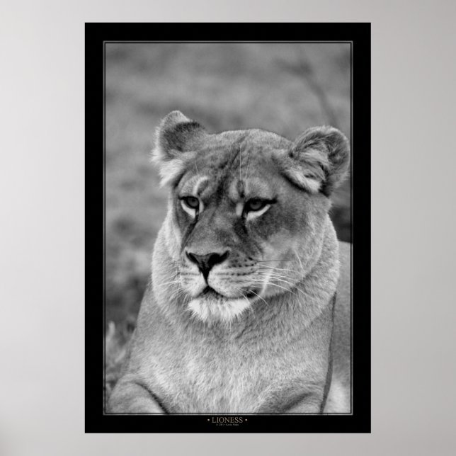 Poster Lioness (Versão BW) (Frente)