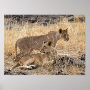 Poster Lionesses no Resto - Guardiães do Orgulho
