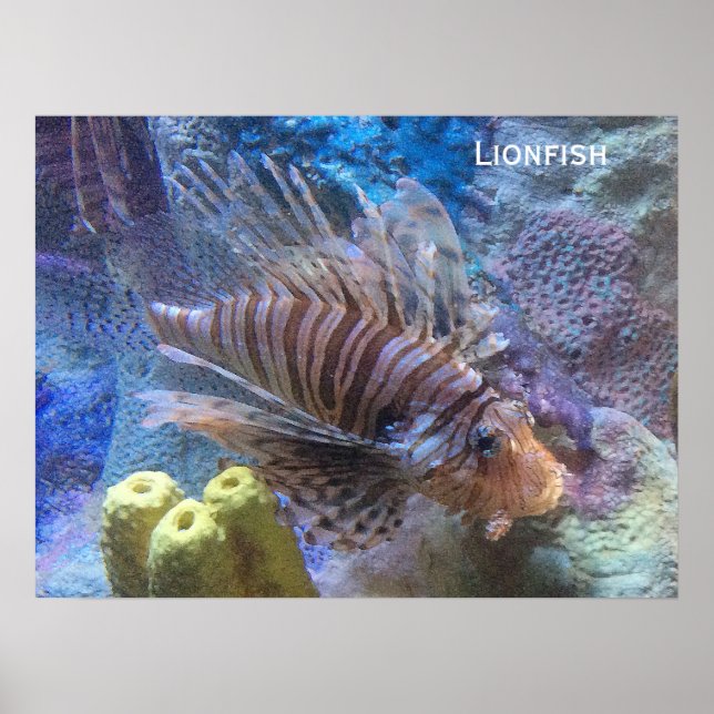 Póster Lionfish (Frente)