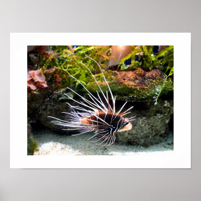 Poster Lionfish (Frente)