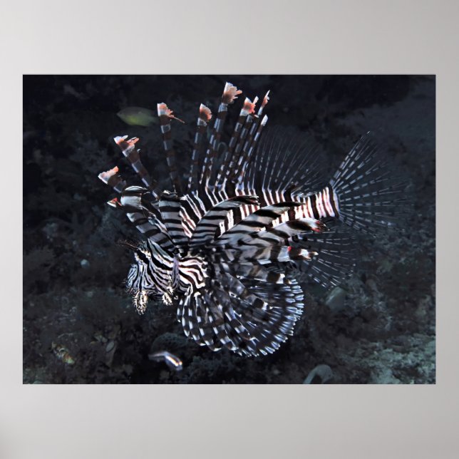 Poster Lionfish do Triângulo Coral (Frente)
