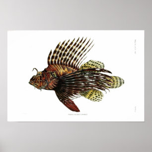 Poster Lionfish do vintage