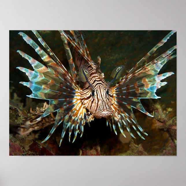 Poster Lionfish perto! Foto muito próxima e intensa | (Frente)