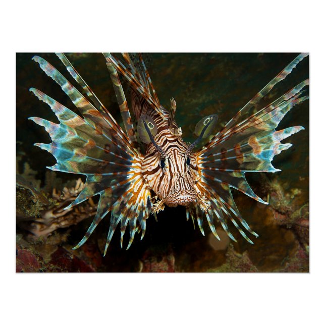 Póster Lionfish perto! Foto muito próxima e intensa | (Frente)